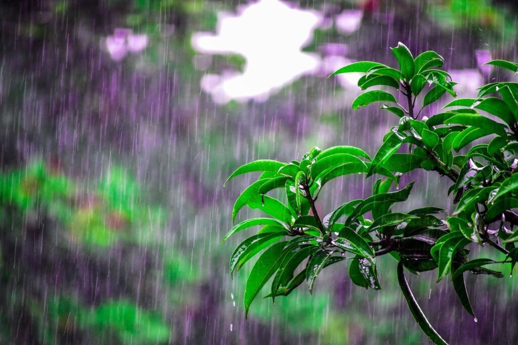 spring rains